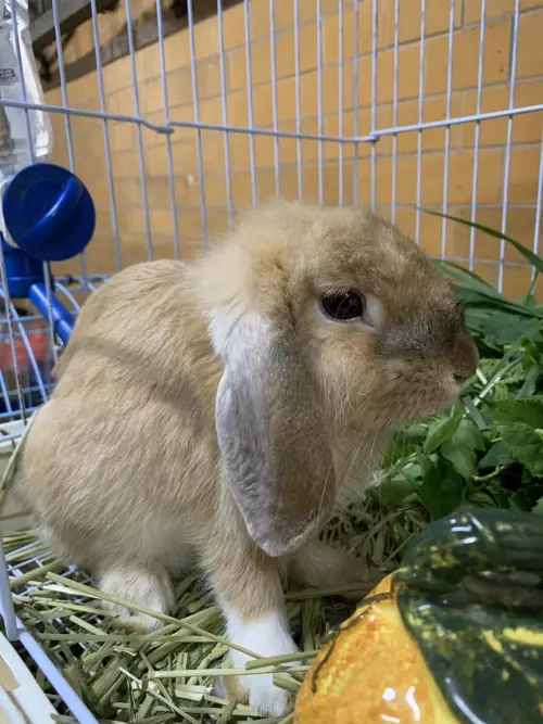 ▲(圖/彰化縣動物防疫所chcgadcc.gov.tw/) ▲員林27日拾獲的垂耳兔,將於9月9日下午3點辦理。(圖/彰化縣動物防疫所chcgadcc.gov.tw/)