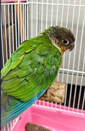 ▲(圖/彰化縣動物防疫所chcgadcc.gov.tw/) ▲小太陽鸚鵡26日在彰化市現蹤,若無人認領,9月4日下午3點開放認養。(圖/彰化縣動物防疫所chcgadcc.gov.tw/)