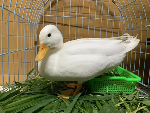 ▲(圖/彰化縣動物防疫所chcgadcc.gov.tw/) ▲28日於彰化市被發現的柯爾鴨,安排9月7日下午3點認養。(圖/彰化縣動物防疫所chcgadcc.gov.tw/)