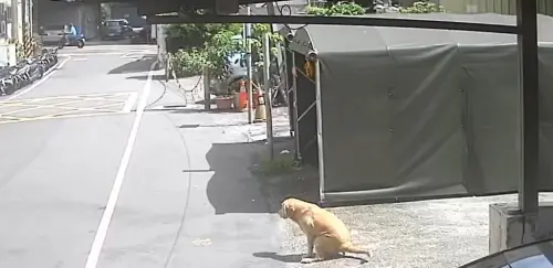 動保處從監視器的影像研判,這隻黃金獵犬並非偶發性的走失,而是多次在無人伴同下於公共場所自由活動。(圖/新北動保處) ▲動保處從監視器的影像研判,這隻黃金獵犬並非偶發性的走失,而是多次在無人伴同下於公共場所自由活動。(圖/新北動保處)