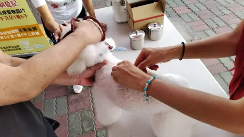 ▲未定期施打狂犬病疫苗也將被裁處3萬元罰鍰。(圖/新北動保處) ▲未定期施打狂犬病疫苗也將被裁處3萬元罰鍰。(圖/新北動保處)